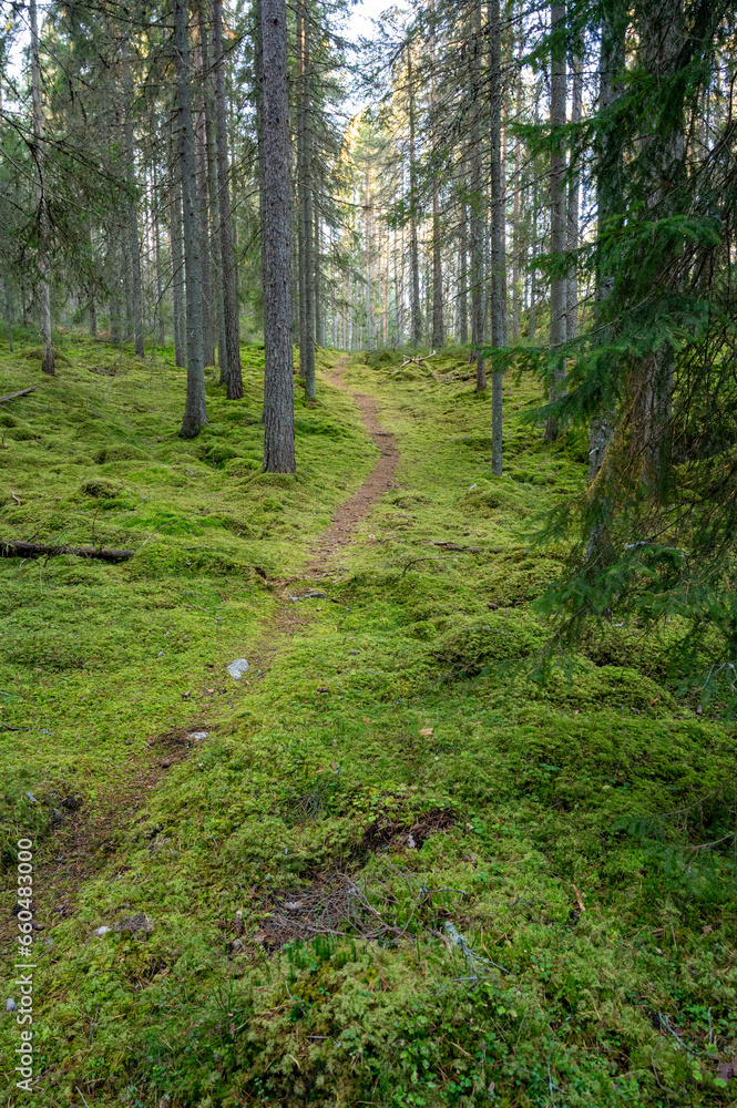 Narrow walking trail through forest full of moss Narrow walking trail through forest full of moss