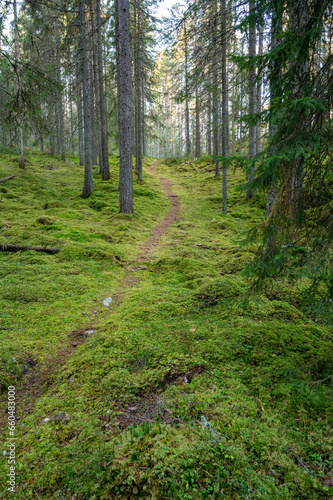 Narrow walking trail through forest full of moss