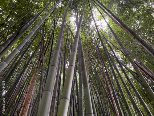 Upward view of bamboo forest with sunlight streaming in