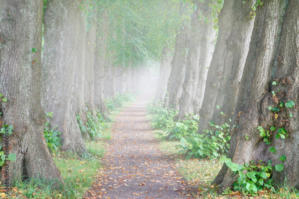 Φωτογραφία The 105 meter long linden avenue with its densely arranged trees that leads through the small cemetery in the town of Sieseby in Schwansen is still immersed in the morning mist