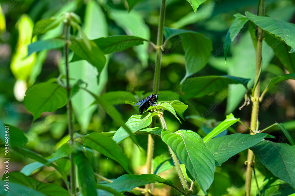 Purple carpenter bee sitting on a green plant Purple carpenter bee sitting on a green plant