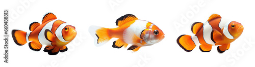 Collection of set Clownfish isolated on transparent background. PNG file, cut out