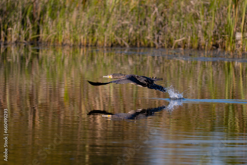 Cormorant taking off over a lake in Poland