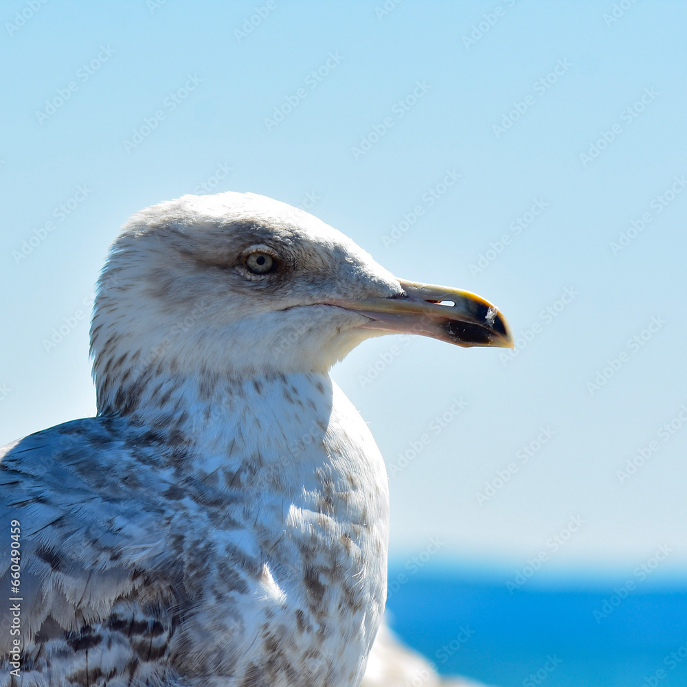 close up of a seagull close up of a seagull