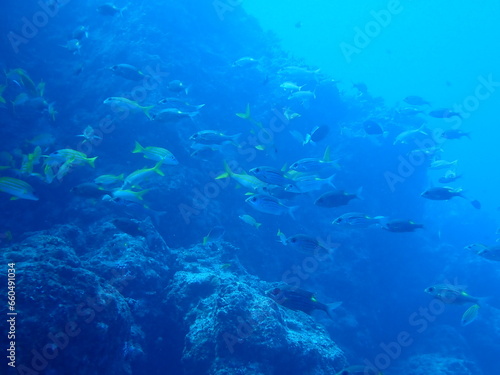 海の岩場とたくさんの海水魚 © Signyamo