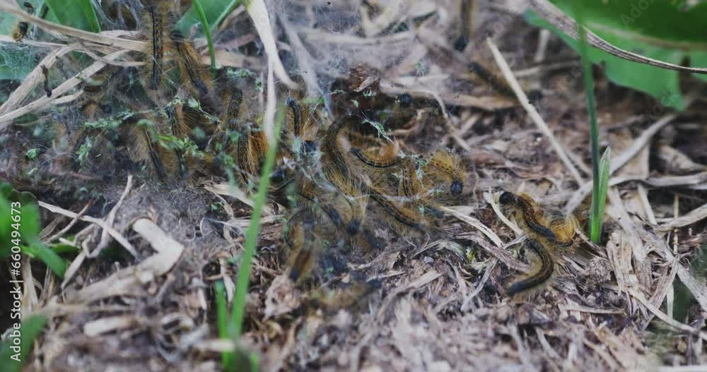 A group of striped hairy caterpillars crawling in a cocoon web A group of striped hairy caterpillars crawling in a cocoon web