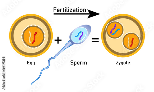 Fertilization process with step-by-step sperm egg and zygote rendering Cell Vector Design, 100% vector illustration design?