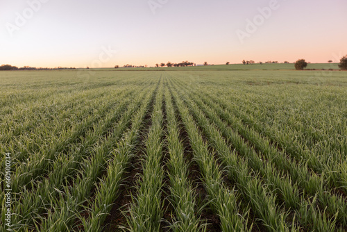 Landscape of cereal crop rows at sunrise photo
