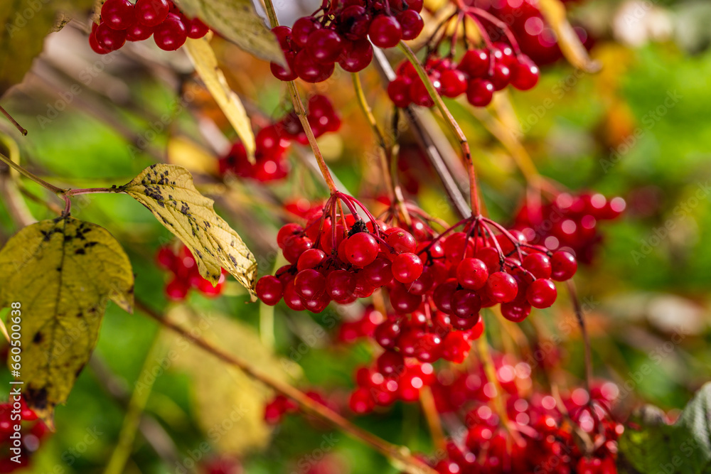 Viburnum branches with red berries on a gray autumn blurred background Viburnum branches with red berries on a gray autumn blurred background