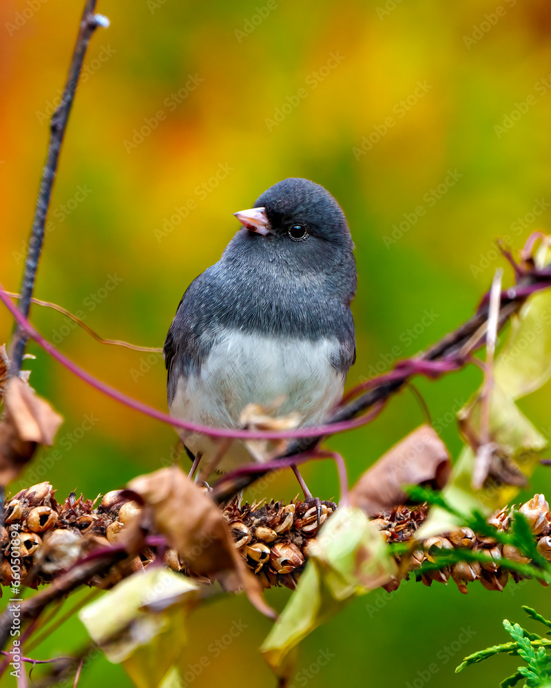 Fototapeta premium Junco Dark-eyed Photo and Image. Close-up profile front view perched on a dried mullein stalks plant with a colourful background in its environment and habitat.
