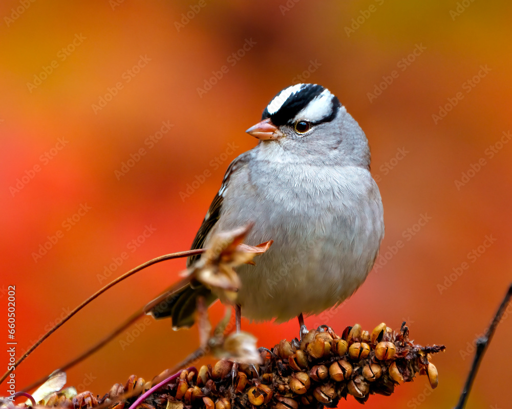 Naklejka premium White-crowned Sparrow Photo and Image. Sparrow close up front view perched on a branch with autumn orange background in its habitat.
