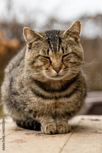 Cat sitting on the porch