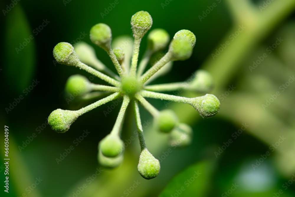 Flower umbels of Common or English ivy (Hedera helix). Macro close up of greenish buds ressembling an atomic molecule with small hairy balls rich in nectar for insects growing to fruit berries. - obrazy, fototapety, plakaty 