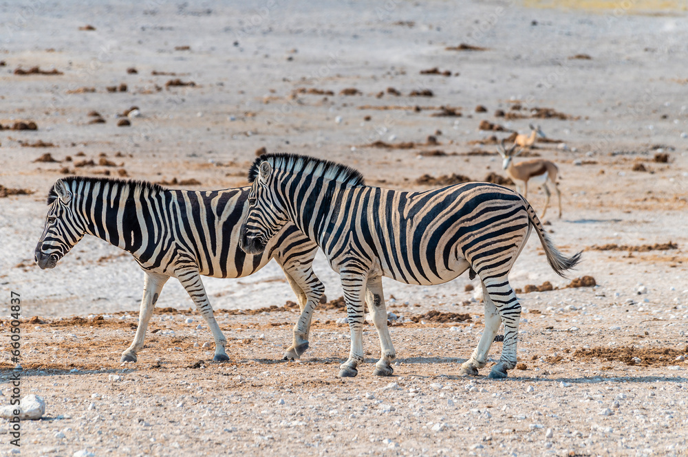 A view of a pair of Zebras beside a waterhole in the morning in the Etosha National Park in Namibia in the dry season A view of a pair of Zebras beside a waterhole in the morning in the Etosha National Park in Namibia in the dry season
