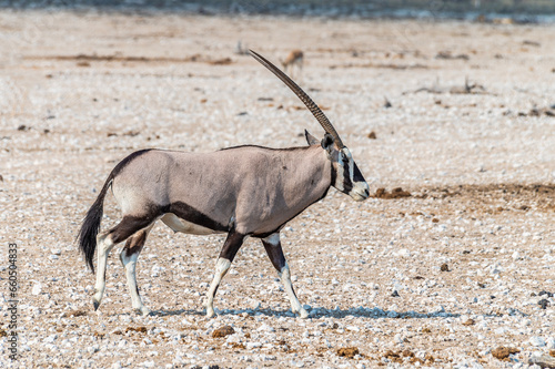 A view of an Oryx in the morning in the Etosha National Park in Namibia in the dry season