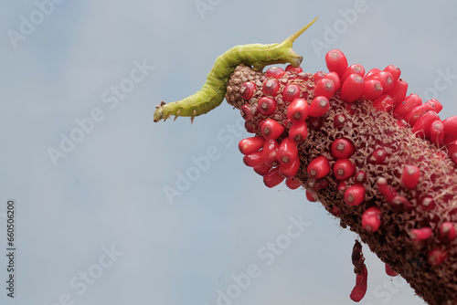 A tobacco hornworm is eating anthurium fruit. This bright green caterpillar has the scientific name Manduca secta. photo