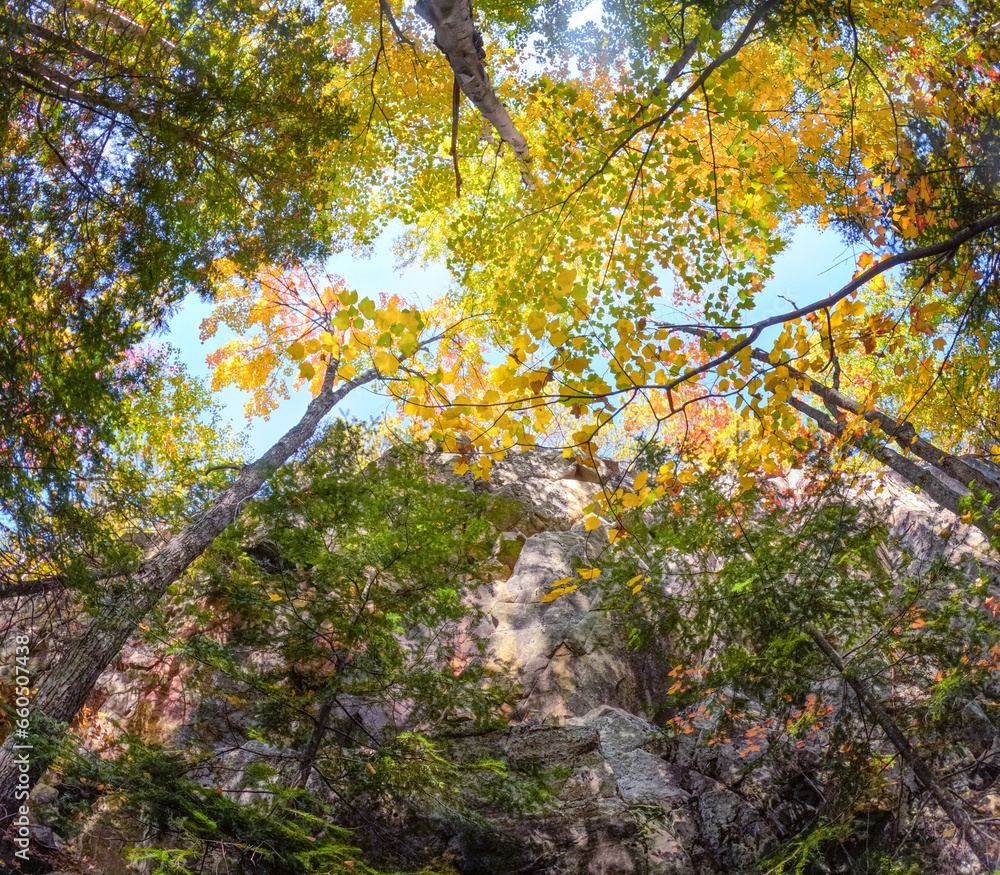 Autumn Forest Trees & Leaves