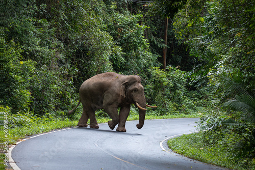 Large male wild elephants roam the edge of the forest at Thailand's national parks.