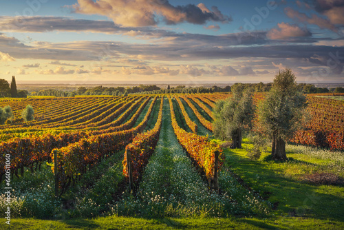 Bolgheri vineyards and olive trees at sunset. Maremma, Tuscany, Italy © stevanzz