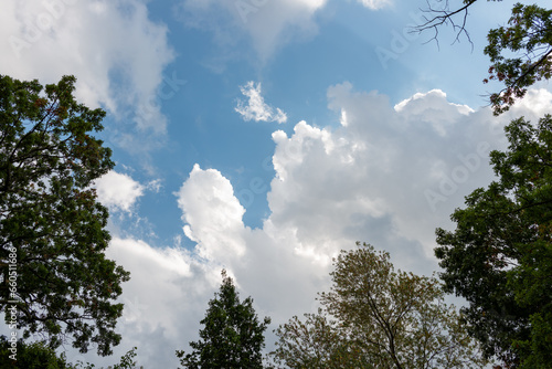 dramatic clouds on a blue sky with trees in near silhouette