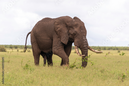   l  phant d Afrique  Loxodonta africana  Parc national Kruger  Afrique du Sud