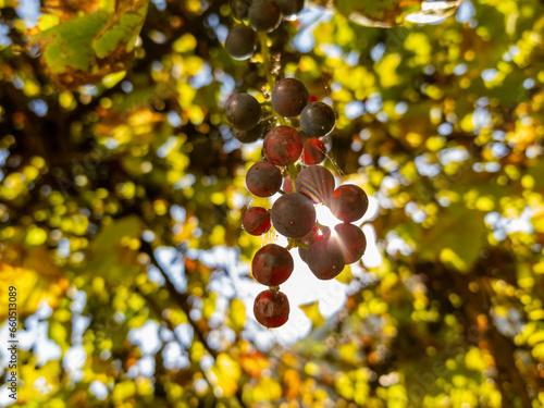 Close-up of ripe blue grapes in the sun. Bunch of grapes in a vineyard on a blurred background.