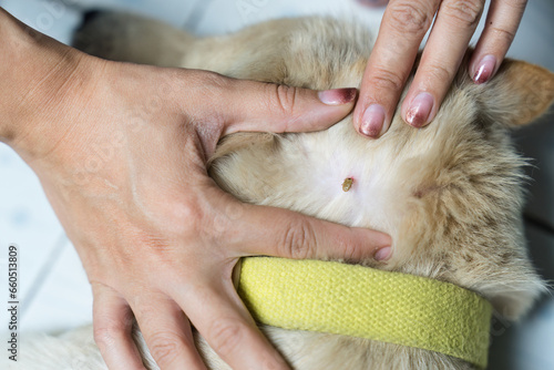 Woman hand picking a tick sucking blood on dog skin