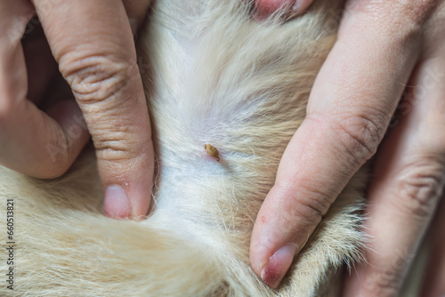 Woman hand picking a tick sucking blood on dog skin