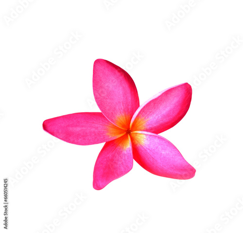 Pink frangipani flower on transparent png