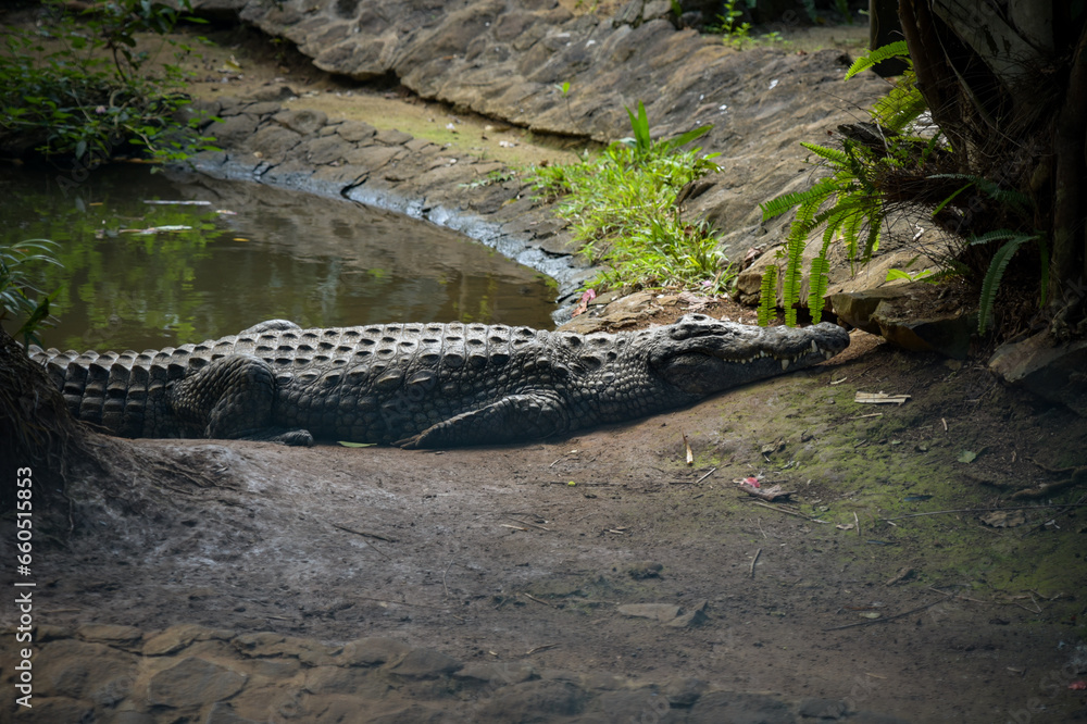 View on a crocodile in the nature View on a crocodile in the nature