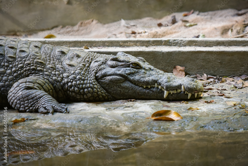 View on a crocodile in the nature View on a crocodile in the nature