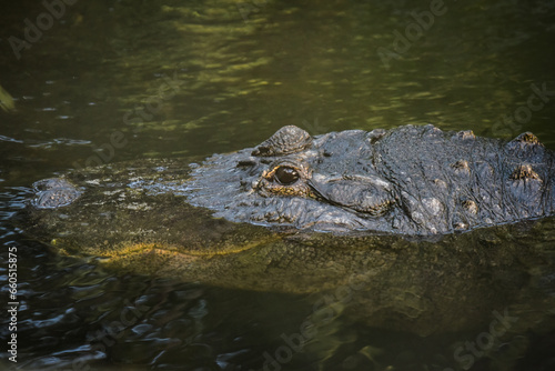 View on a crocodile in the nature