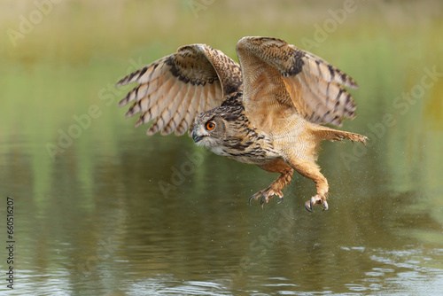 European Eagle Owl (Bubo bubo) flying over a lake in Gelderland in the Netherlands. 