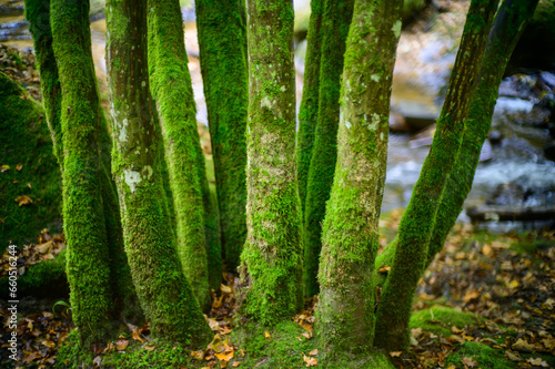 trees with moss nearby the river aist in pregarten in the upper austrian region muehlviertel photo