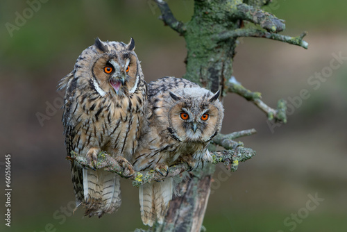 Foto Beautiful long-eared owl (Asio otus) adult en juvenile sitting on a branch in Ge
