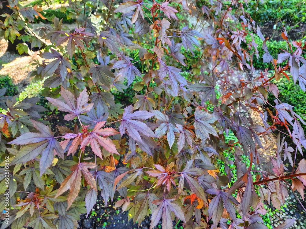 Hibiscus acetosella or Cranberry hibiscus or African rosemallow has