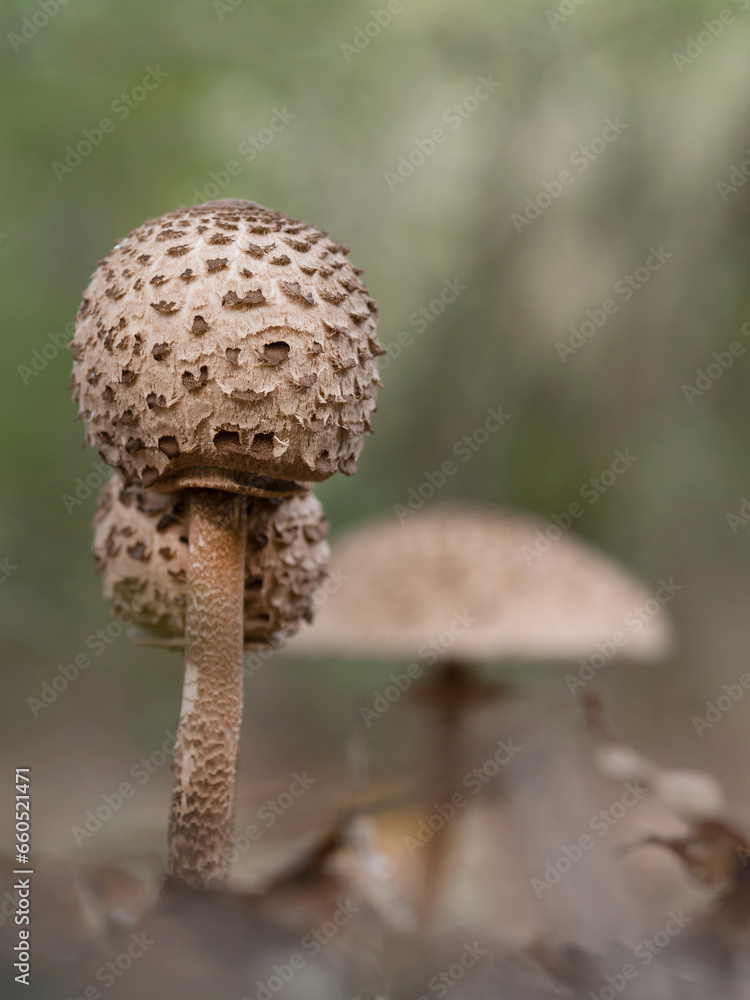 Waldweg mit einzelnem Parasolpilz, freigestellt, Bokeh Waldweg mit einzelnem Parasolpilz, freigestellt, Bokeh