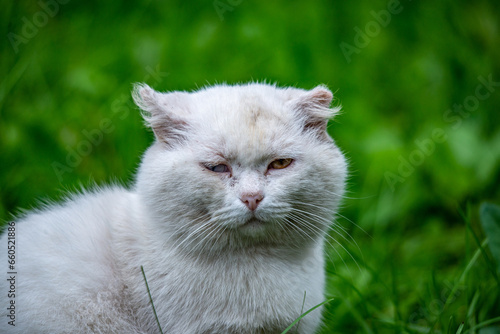Beautiful white cat on green grass background. Portrait of a cat.