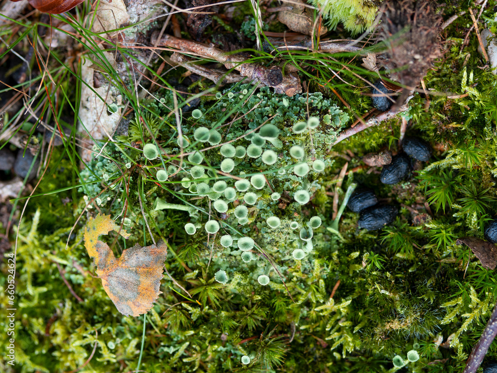 Obraz premium Natur erleben, im Wald, am Waldboden