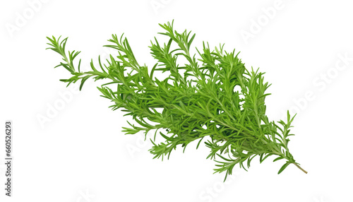 fresh green dill isolated on transparent background cutout