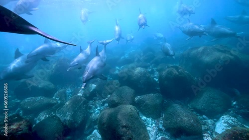 ミナミハンドウイルカ21_御蔵島_ 2023.5.10-11_大群