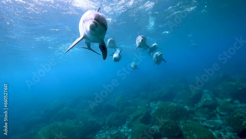 ミナミハンドウイルカ20_御蔵島_ 2023.5.10-11_正面から近づいてくる