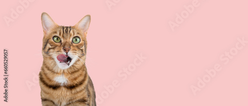 Fototapeta Naklejka Na Ścianę i Meble -  A Bengal cat licks its lips in anticipation of food.