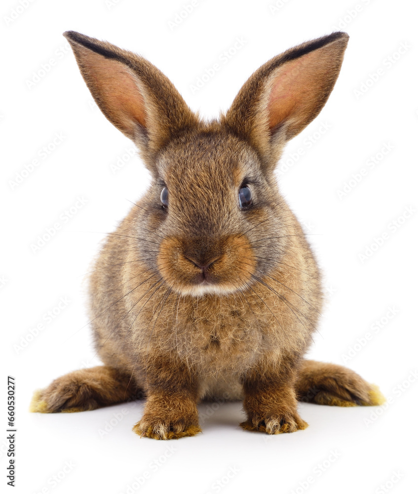 Fototapeta premium Brown rabbit on white.
