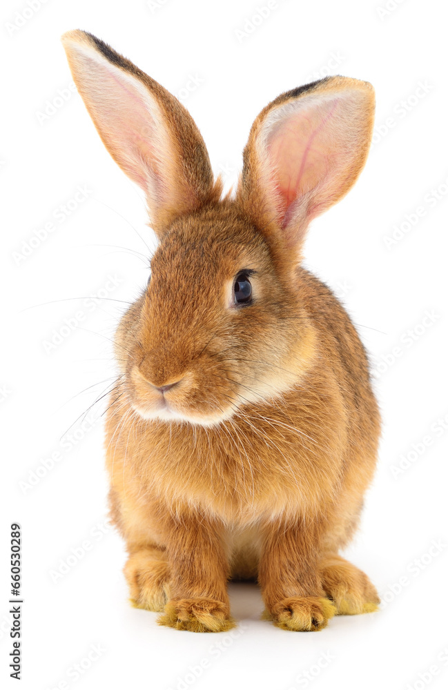 Obraz premium Brown rabbit on white.
