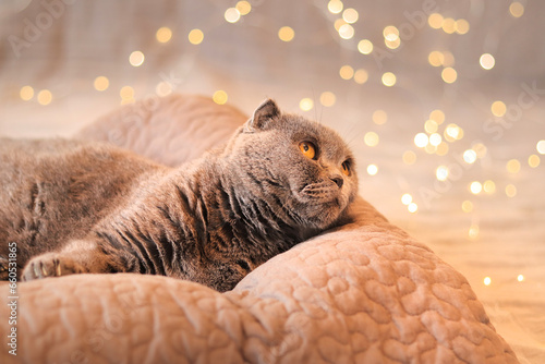 Fototapeta Naklejka Na Ścianę i Meble -  British cat in bed against the background of garland lights. A beautiful gray shorthair cat lies on a pillow. Pet and New Year or Christmas. Cat and festive background