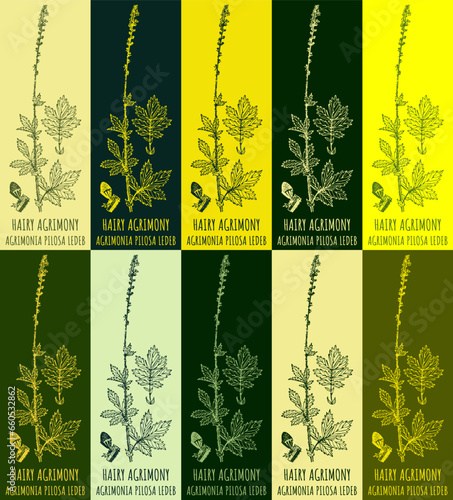 Set of vector drawing of HAIRY AGRIMONY in various colors. Hand drawn illustration. Latin name AGRIMONIA PILOSA LEDEB. photo