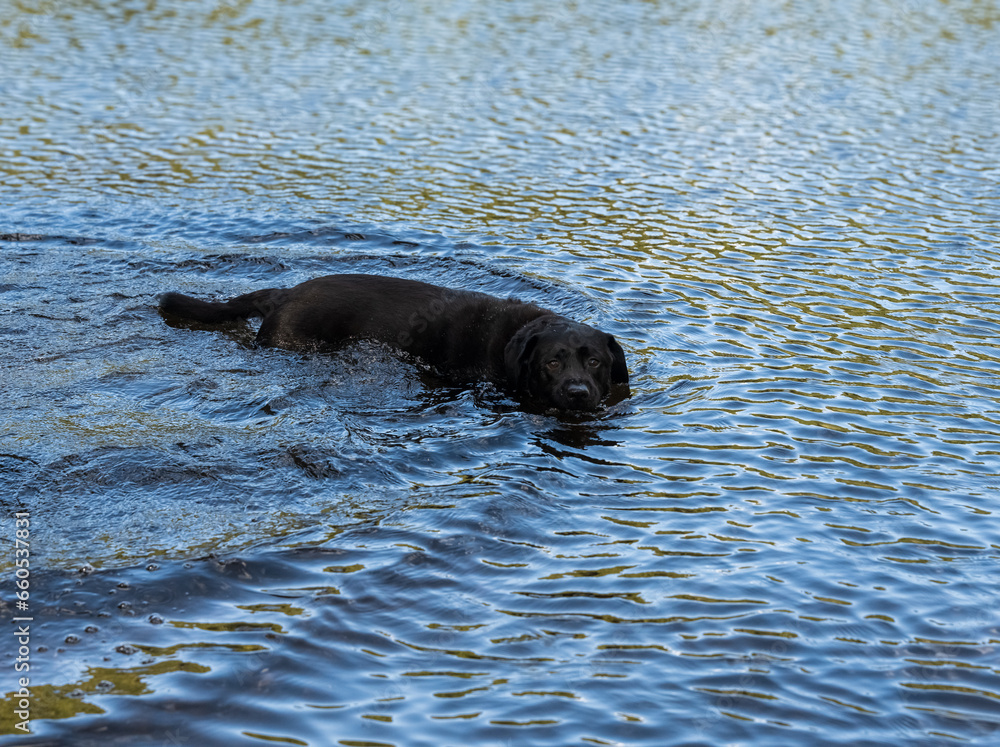 Obraz premium Black lab playing in the water