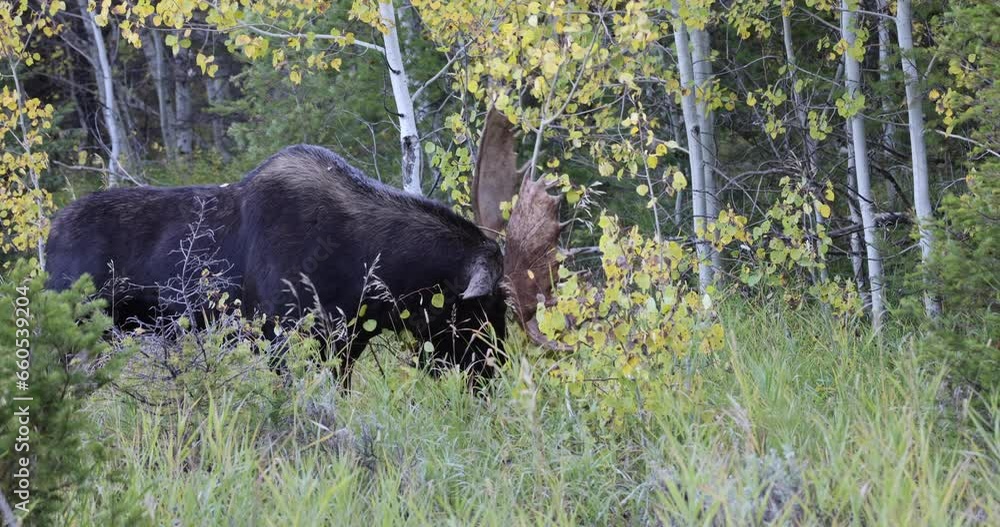 Bull Moose During the Rut in Wyoming in Autumn Bull Moose During the Rut in Wyoming in Autumn