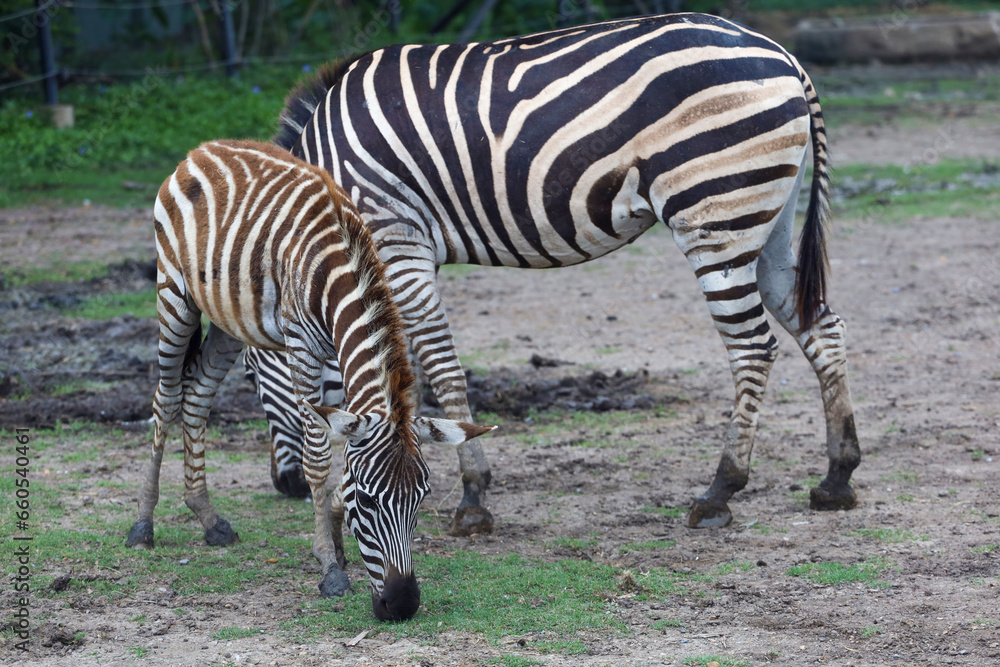 Fototapeta premium The Family burchell zebra is standing in national park